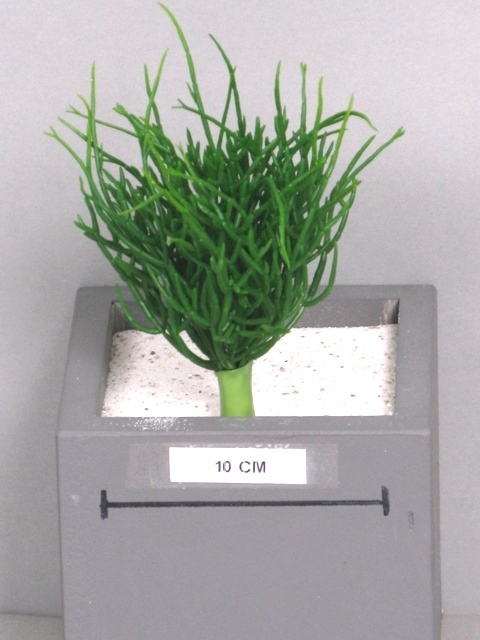 Pryšec - Euphorbia zelený 14 cm