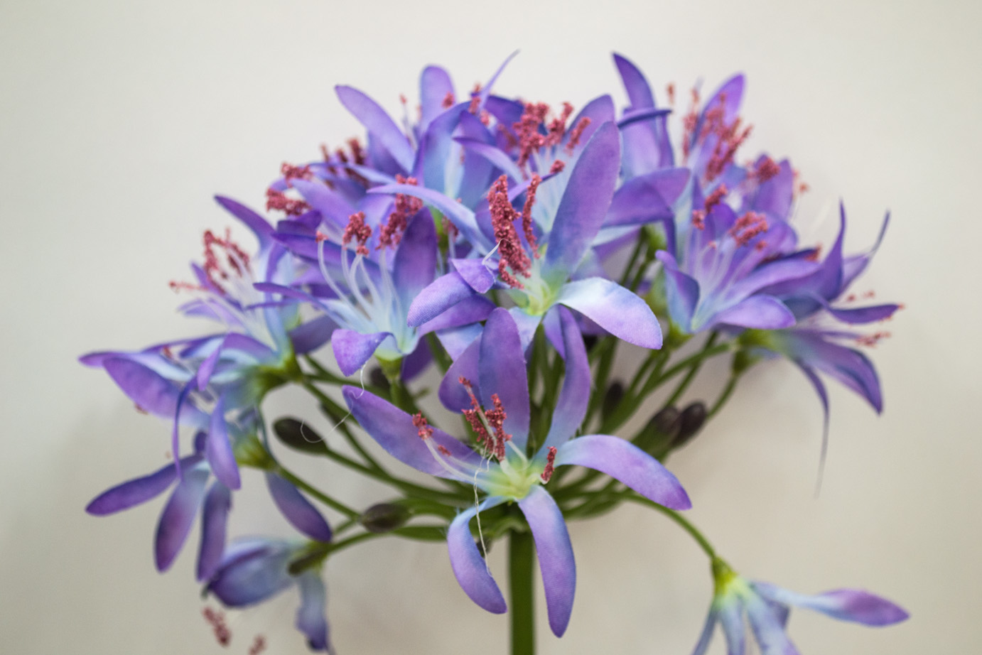 Kalokvět - Agapanthus modro fialová 80cm