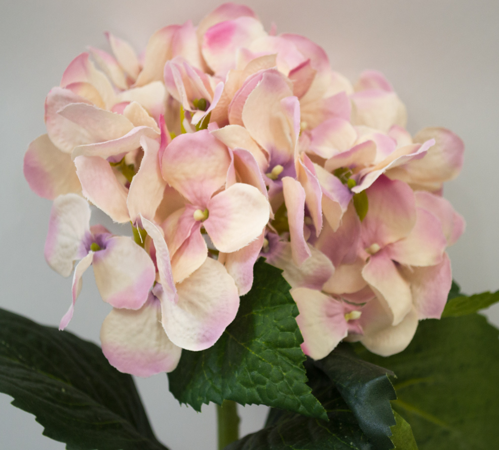 Hortenzie - Hydrangea 'Artist ' růžová 48cm
