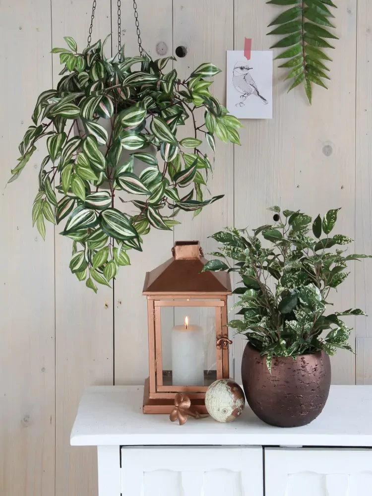 Voděnka - Tradescantia závěsná zelená D80, Š30, V15 cm (A953284)