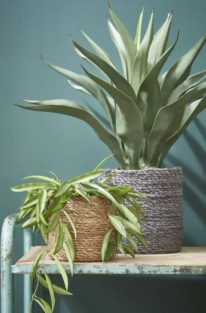 Agáve - Agave v květináči zelená V60, P25 cm