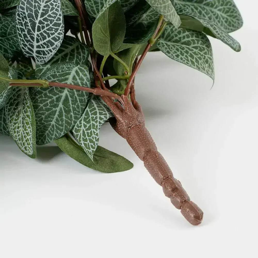 Fitónie - Fittonia závěsná zelená D54, Š20, V15 cm (A1074941)