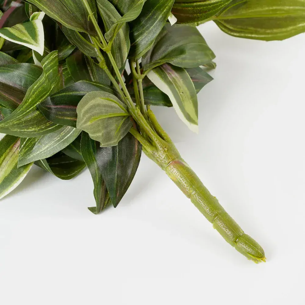 Voděnka - Tradescantia závěsná zelená D54, Š20, V15 cm (A1074942)