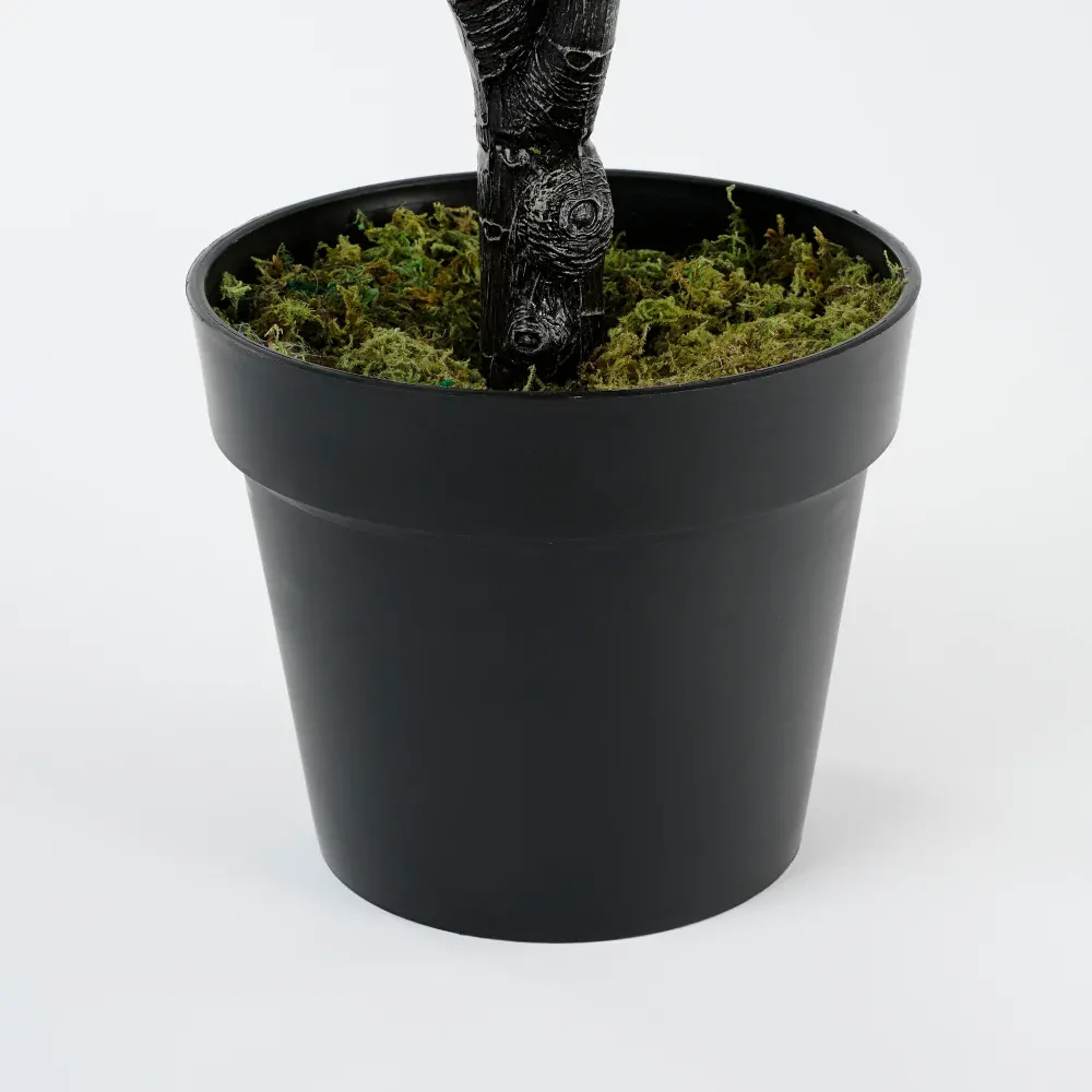 Fikus - Ficus lyrata v květináči zelený V150, P80 cm