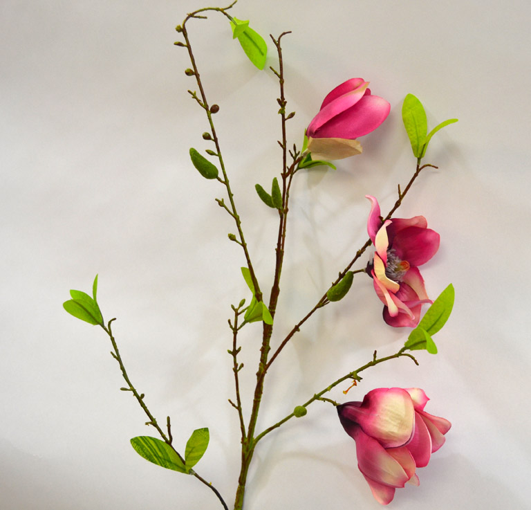 Magnolie - Magnolia 'Jane' fialová 90 cm