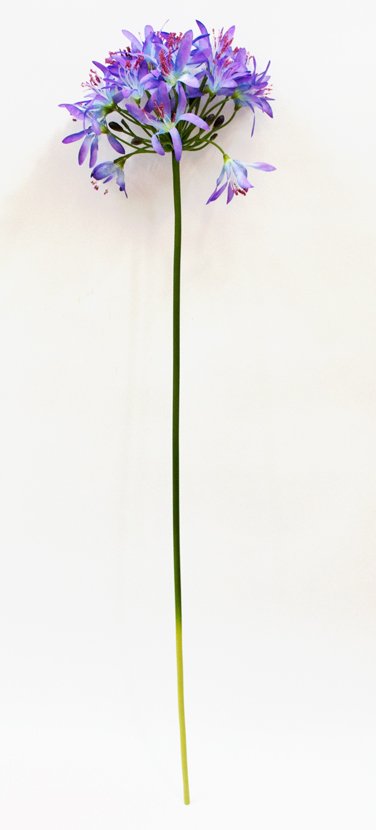 Kalokvět - Agapanthus modro fialová 80cm