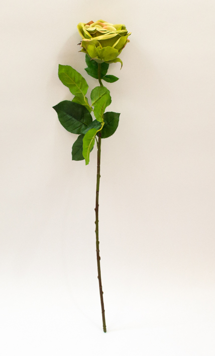 Růže - Rosa Broceliande zelená 65cm