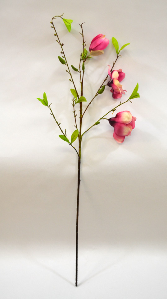 Magnolie - Magnolia 'Jane' fialová 90 cm