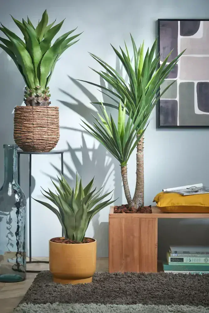 Agáve - Agave v květináči zelená V60, P25 cm