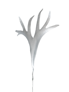 Stag Horn Fern silver 70cm