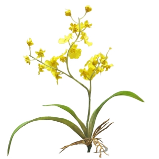 Orchidej 'Dancing' zlutý 35 cm