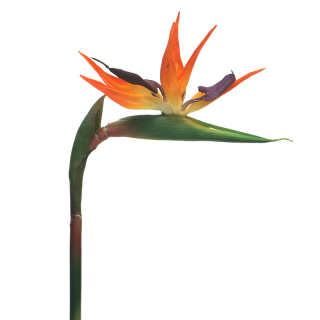 Strelitzia malá oranžová V84cm