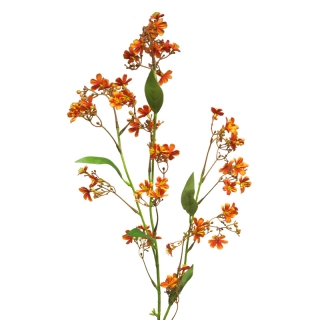 Lýkovec - Daphne spray x3 oranžový 108cm
