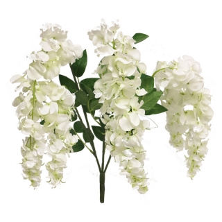 Vistárie - Wisteria Vaiana bilá 77cm