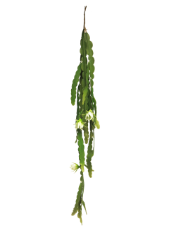 Kaktus květ -  Flower cactus krémový Délka 100 cm