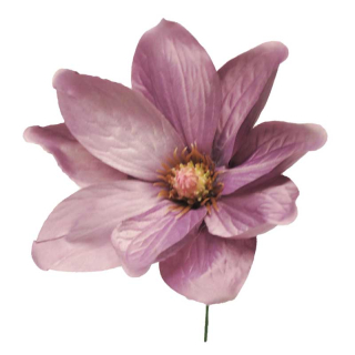 Magnolie -  magnolia ojíněná fialová V28 cm