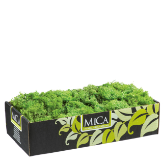Reindeermoss green 500gr - 138xw19,5x9,5cm