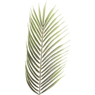 palmový list - Palm leaf spray flocked zelený  84cm