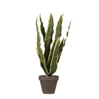 Sanservieria - tchýnin jazyk zelená v květináči  V45, P28 cm