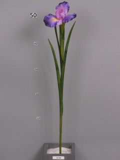 kosatec - Iris Rhapsodi fialový