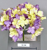 Hortenzie - Hydrangea lavender/fialová  květ P18 cm