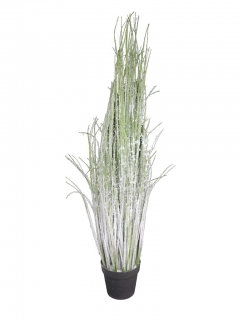 Grass buch Sunshine in pot large gren_snowed 130cm