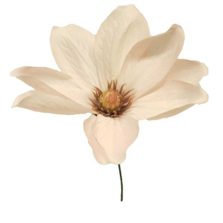 Magnolie -  magnolia ojíněná růžová V28 cm