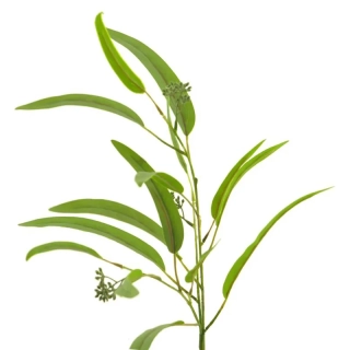 Bambus větev zelený 30 cm