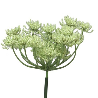Mrkev obecná - Daucus carota Queen Anne lace zelený  72 cm