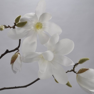 Magnolie větev bilá 79 cm
