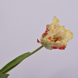 Tulipán stonek zlutý/červený 68 cm