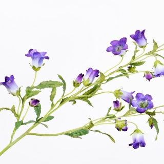 Zvonek - Campanula fialový 92 cm