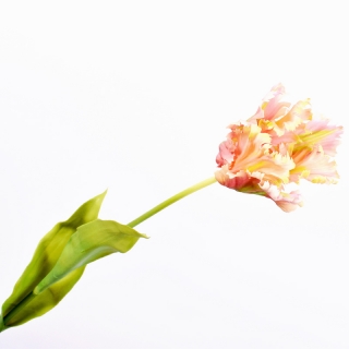 Tulipán stonek  růžový/krémový 71 cm