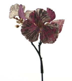 Hortenzie - Hydrangea vyběr 'Bengi' 12ks v tašce růžová 15 cm