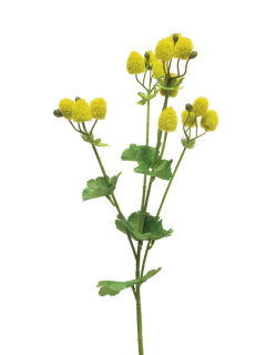 Kontryhel (Alchemilla)  'fantasie' spray) zlutý 46 cm