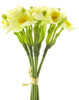 Narcis - Narcissus (Daffodil) svazek x5 krémový/zelený 32 cm