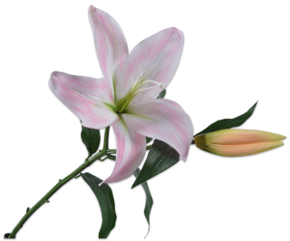 Lilie-lilium růžová V69 cm