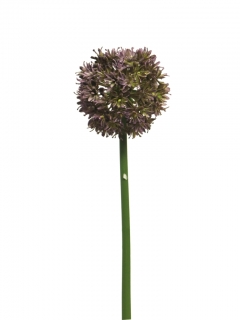 Česnek okrasný - Allium Natasja lilková V60 cm