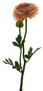 Pryskyřník - ranonculus (spray)  s pupenem růžovýý V46 cm