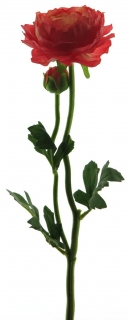 Pryskyřník - ranonculus (spray)  s pupenem červený V46 cm