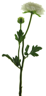 Pryskyřník - ranonculus (spray)  s pupenem krémový V46 cm
