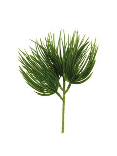 borovice (pinus, pine) 'Dancer' zelená V24 cm