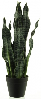 Sansevieria v květináči zelená V51 cm