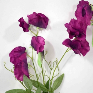 Hrachor vonný - Lathyrus odoratus fialový (lavender) V70 cm  (N117364)