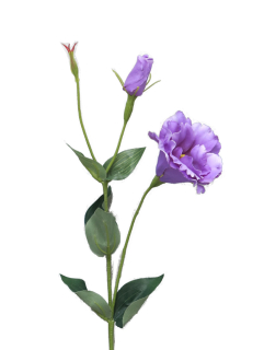 Jicnovka - Eustoma 'Cork' fialová (levandule) v60 cm (N123215)