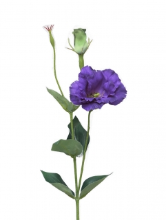 Jicnovka - Eustoma 'Cork' fialová v58 cm (N123216)