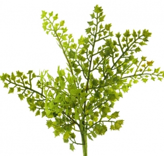 Kapradina 'Adiantum' zelená V33 cm  (N321881)