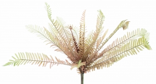 Kapradina Matteucia červená 40 cm  (N327303)