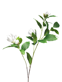 Magnolie 'Grandofiora' bílá v132 cm  (N920110)