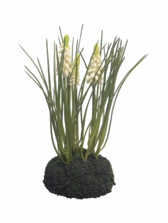 Modřenec - muscari s travou krémový 23 cm  (N920650)